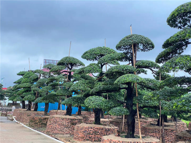 罗汉松
