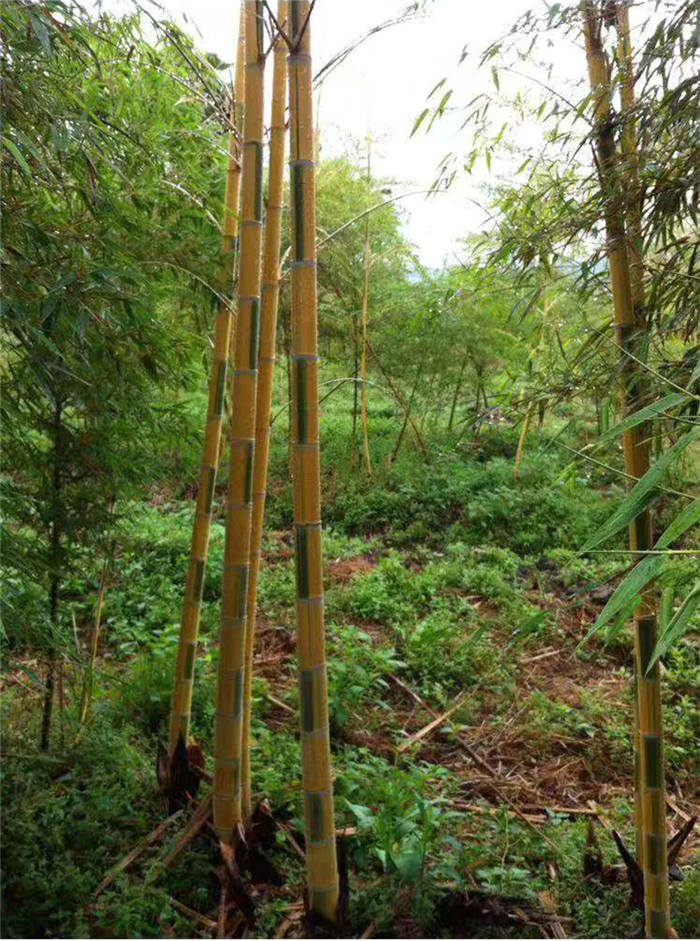 日本黄金玉竹
