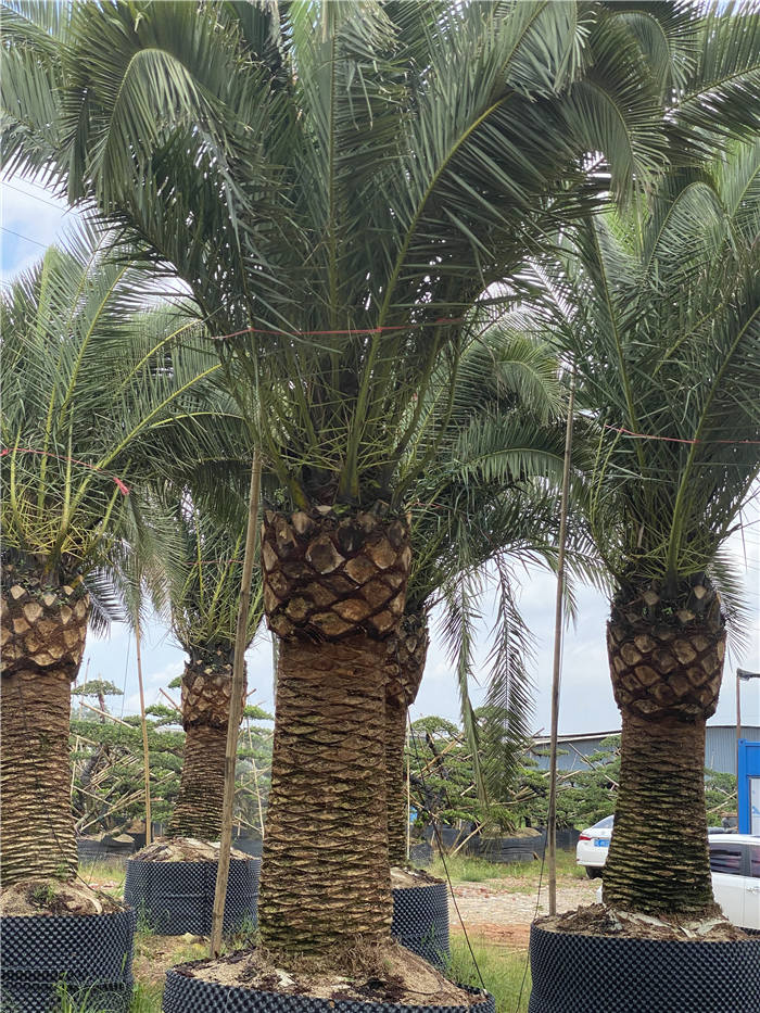 加拿利海枣